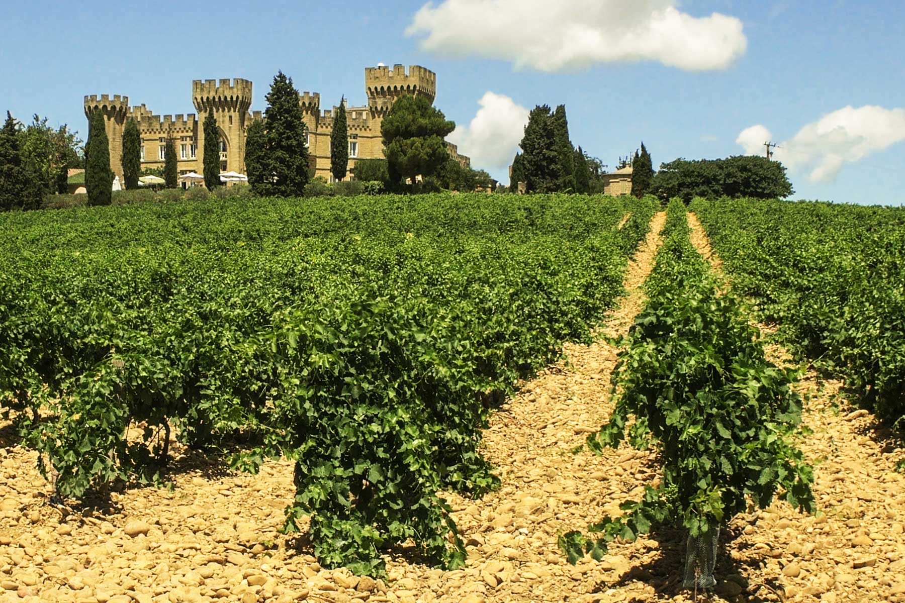 Napa Valley Wine Vineyards